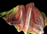 whorlpaper3D-36